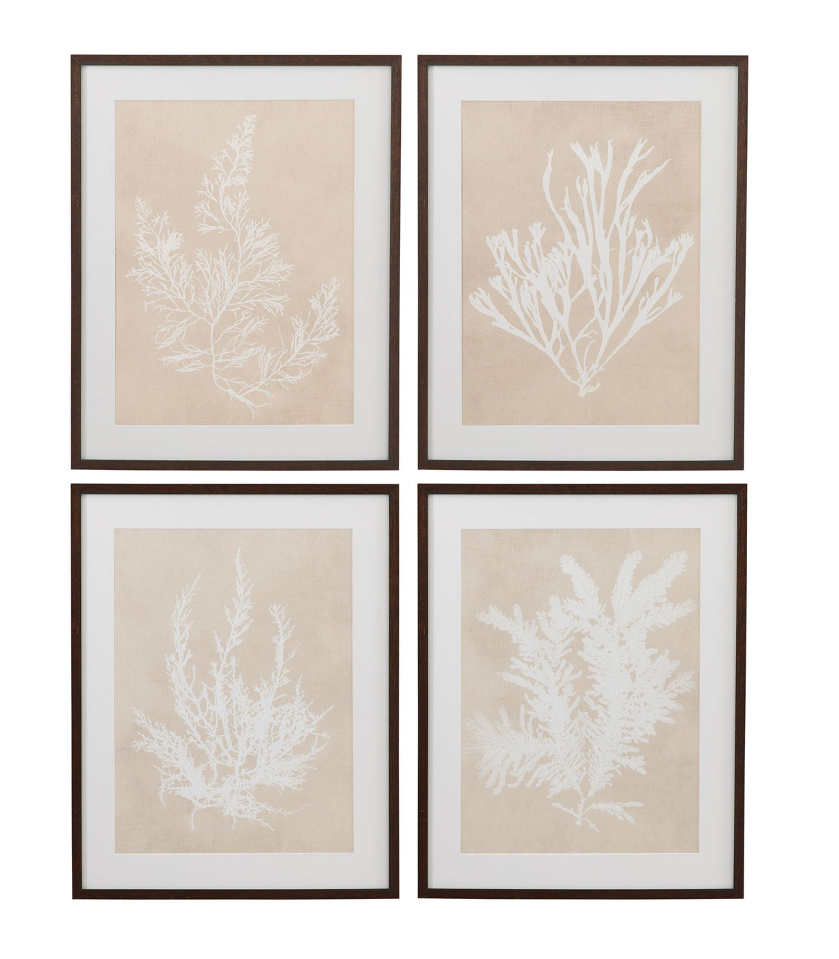 Marine Species Framed Print (Set of 4) - Beige