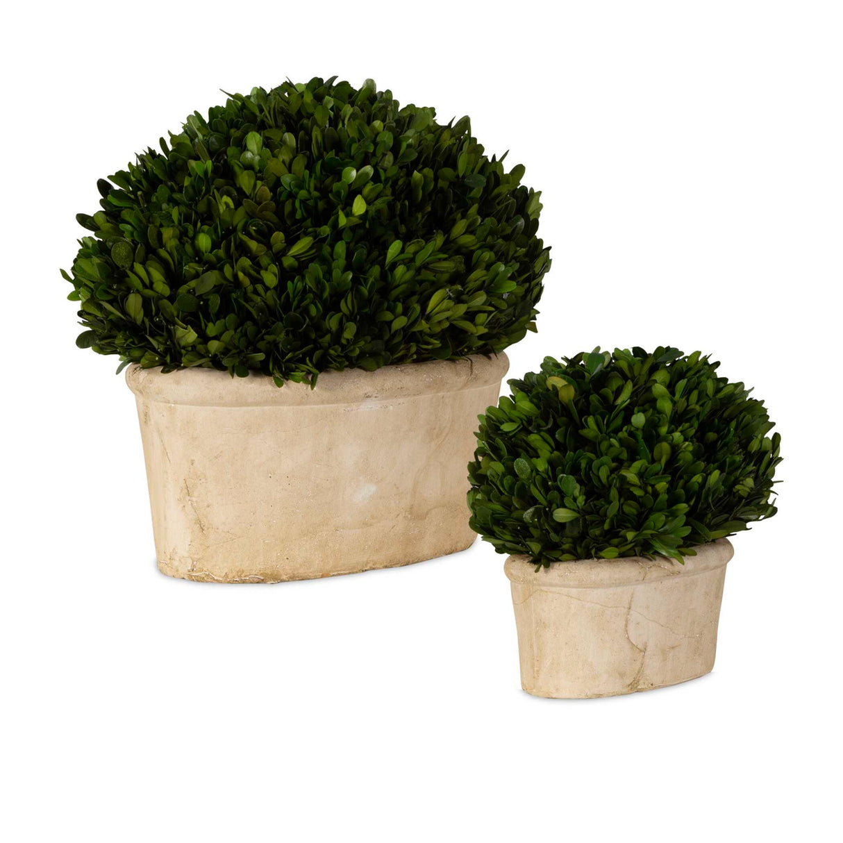 Preserved Boxwood - Oval Domes Set Of 2 - Beige