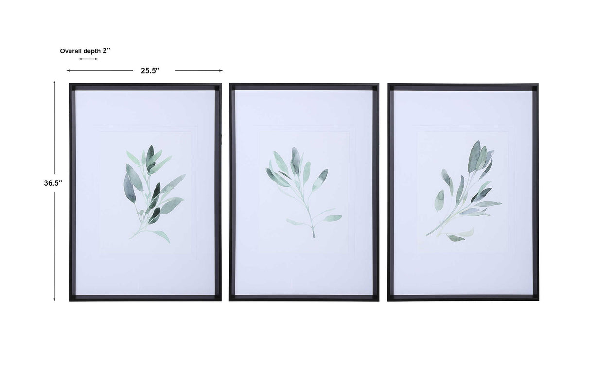 Simple Sage - Watercolor Prints, Set Of 3 - White