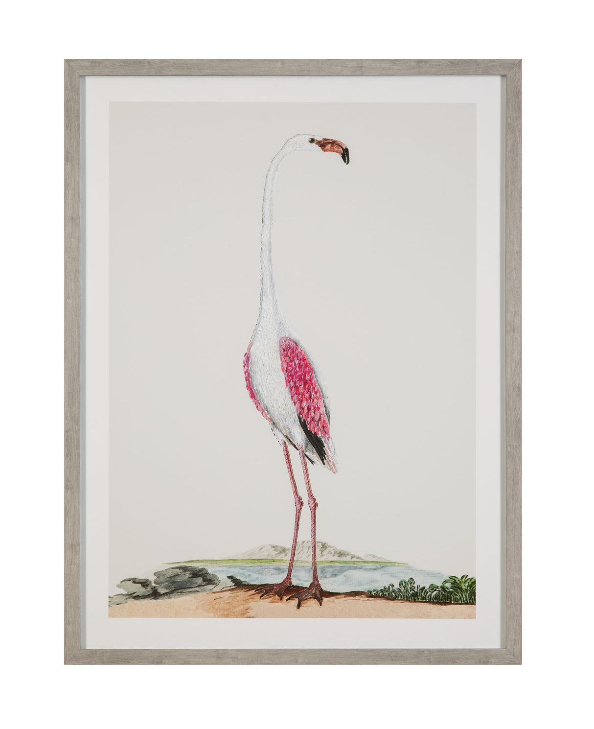 Vintage - Flamingo I Framed Print - Pink