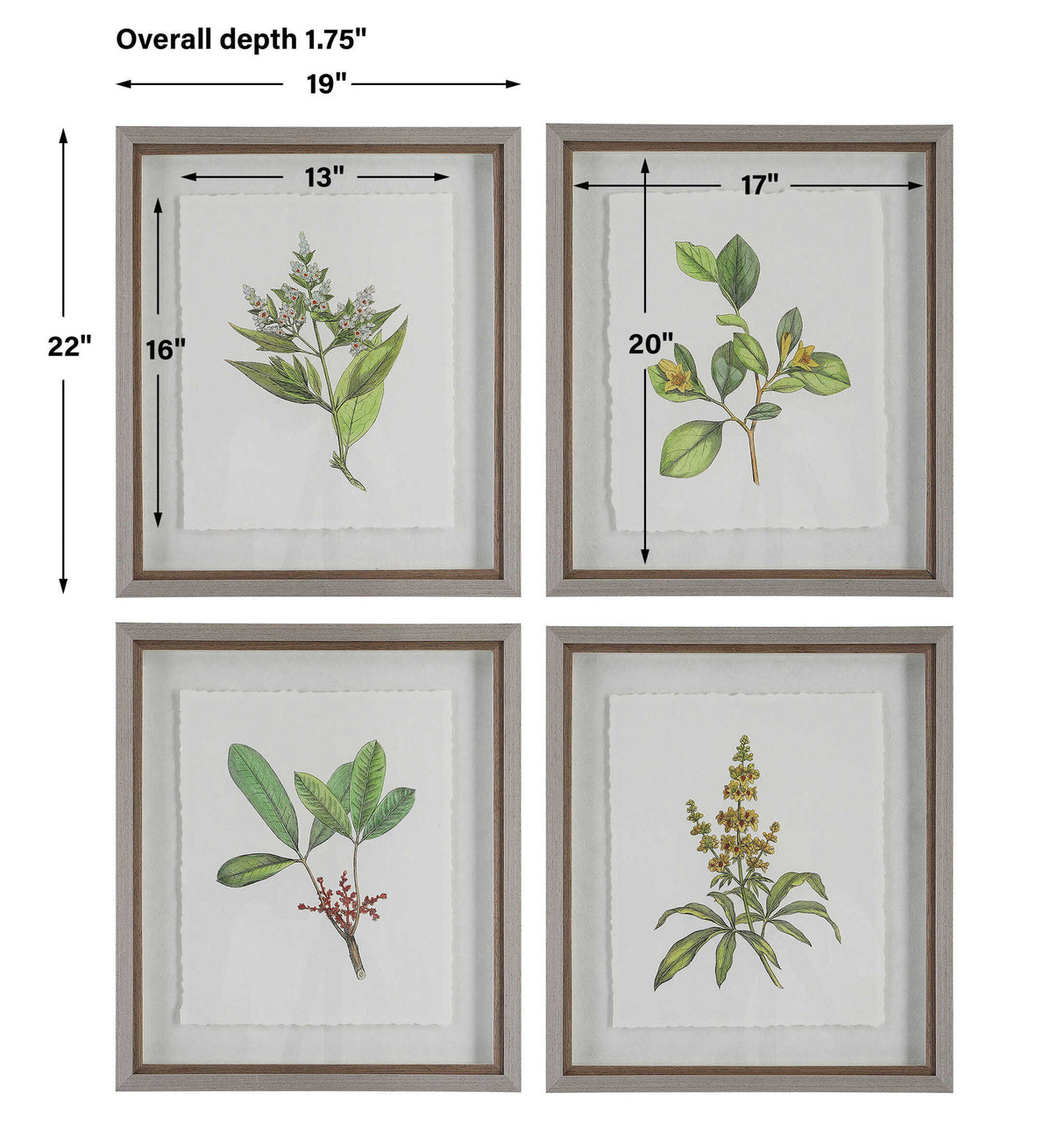 Wildflower Study - Framed Prints (Set of 4)