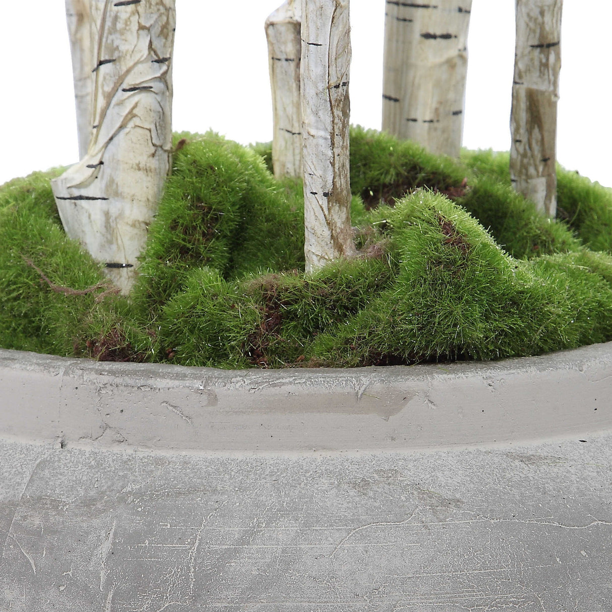 Aldis - Potted River Birch - Pearl Silver