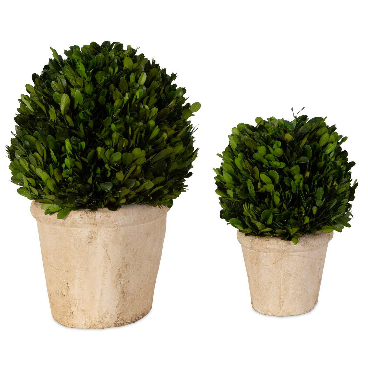 Preserved Boxwood - Oval Domes Set Of 2 - Beige