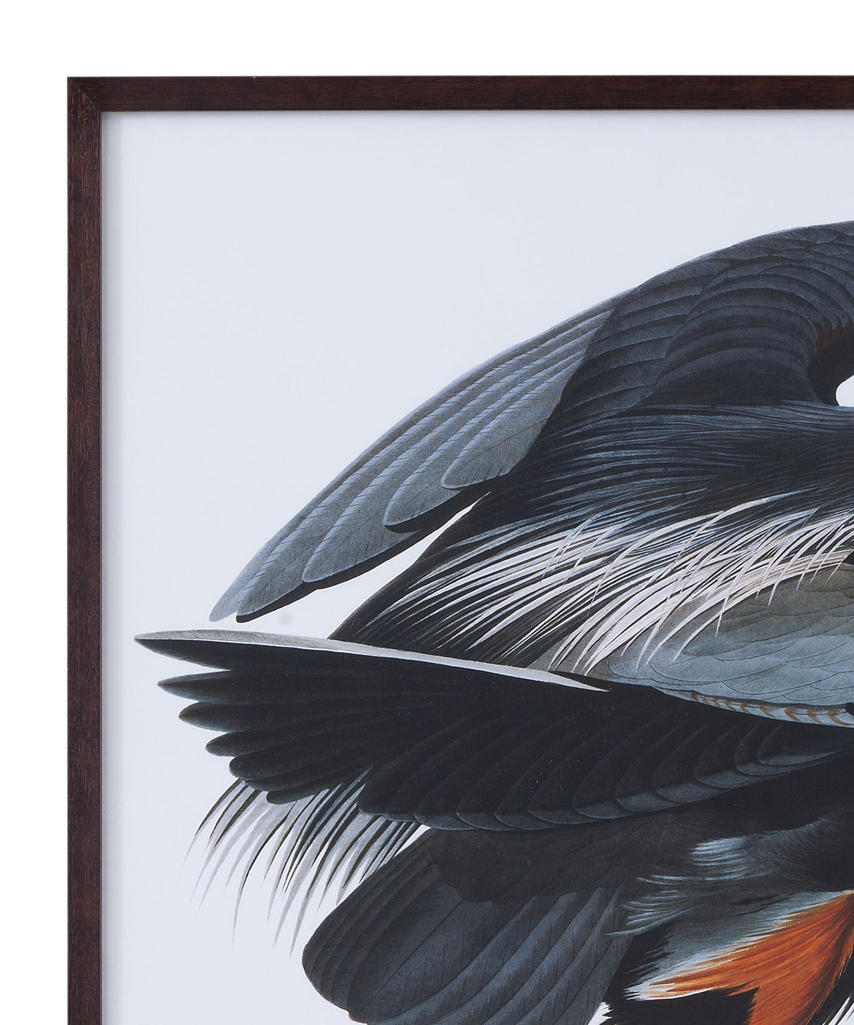 Audubon Great Blue Heron Framed Print - Gray