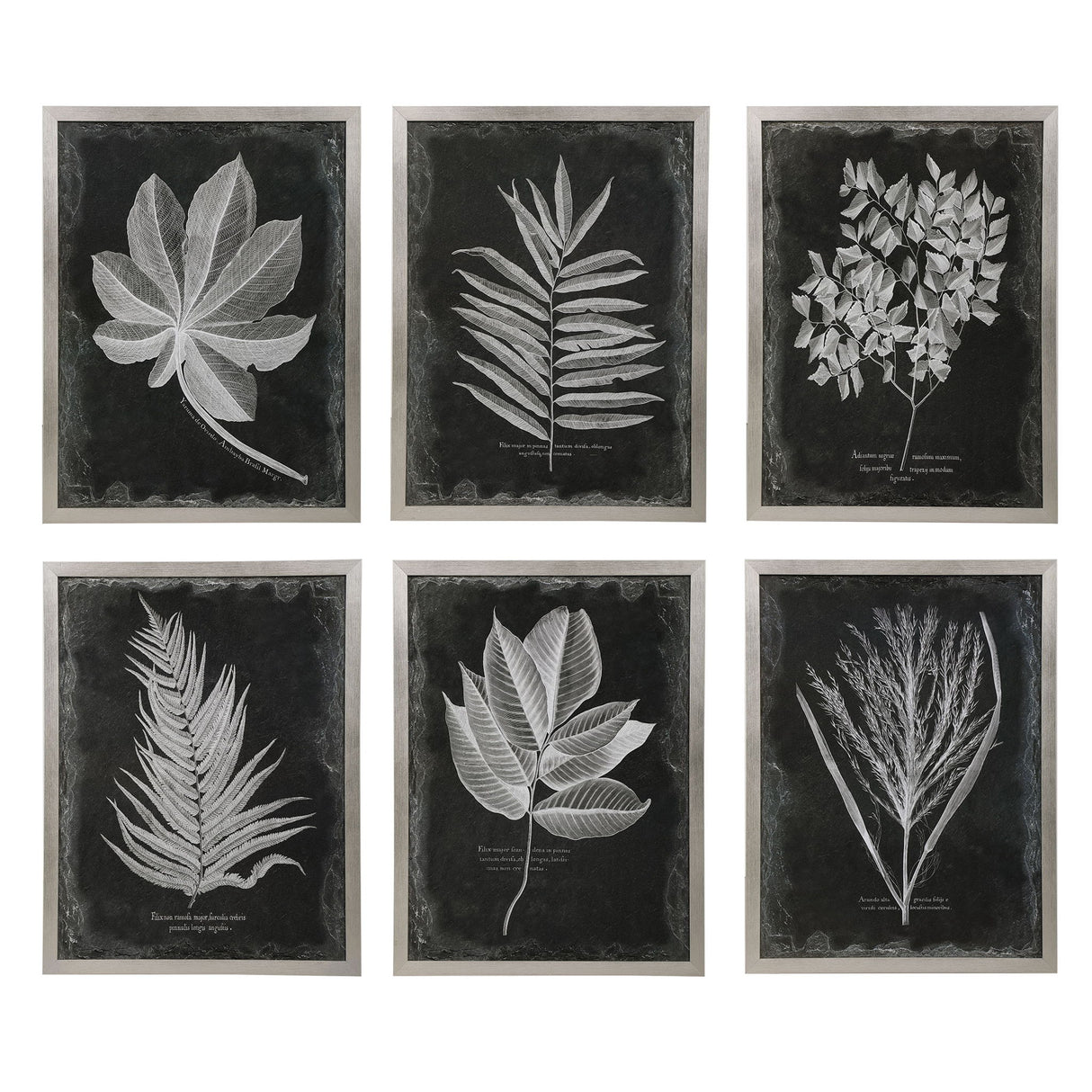 Foliage - Framed Prints, Set Of 6 - Black