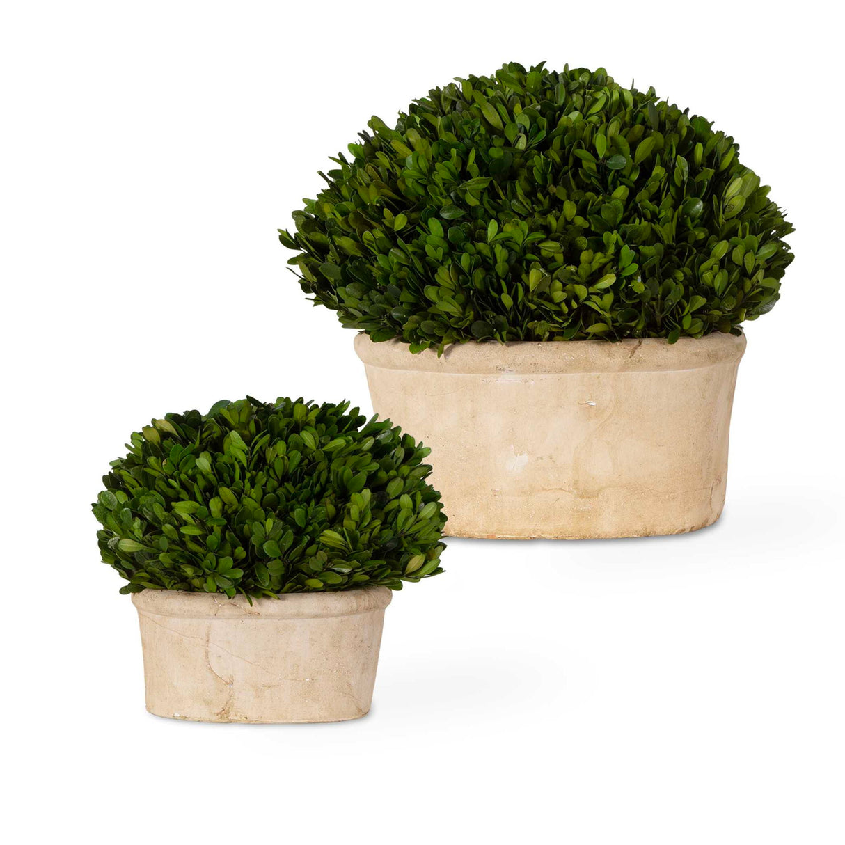 Preserved Boxwood - Oval Domes Set Of 2 - Beige