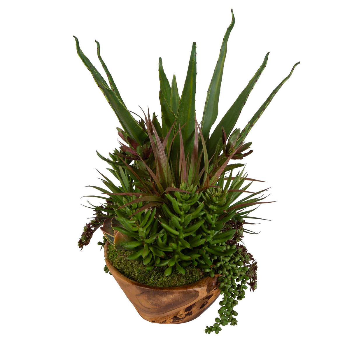 Salar - Succulents In Teak Bowl - Light Brown