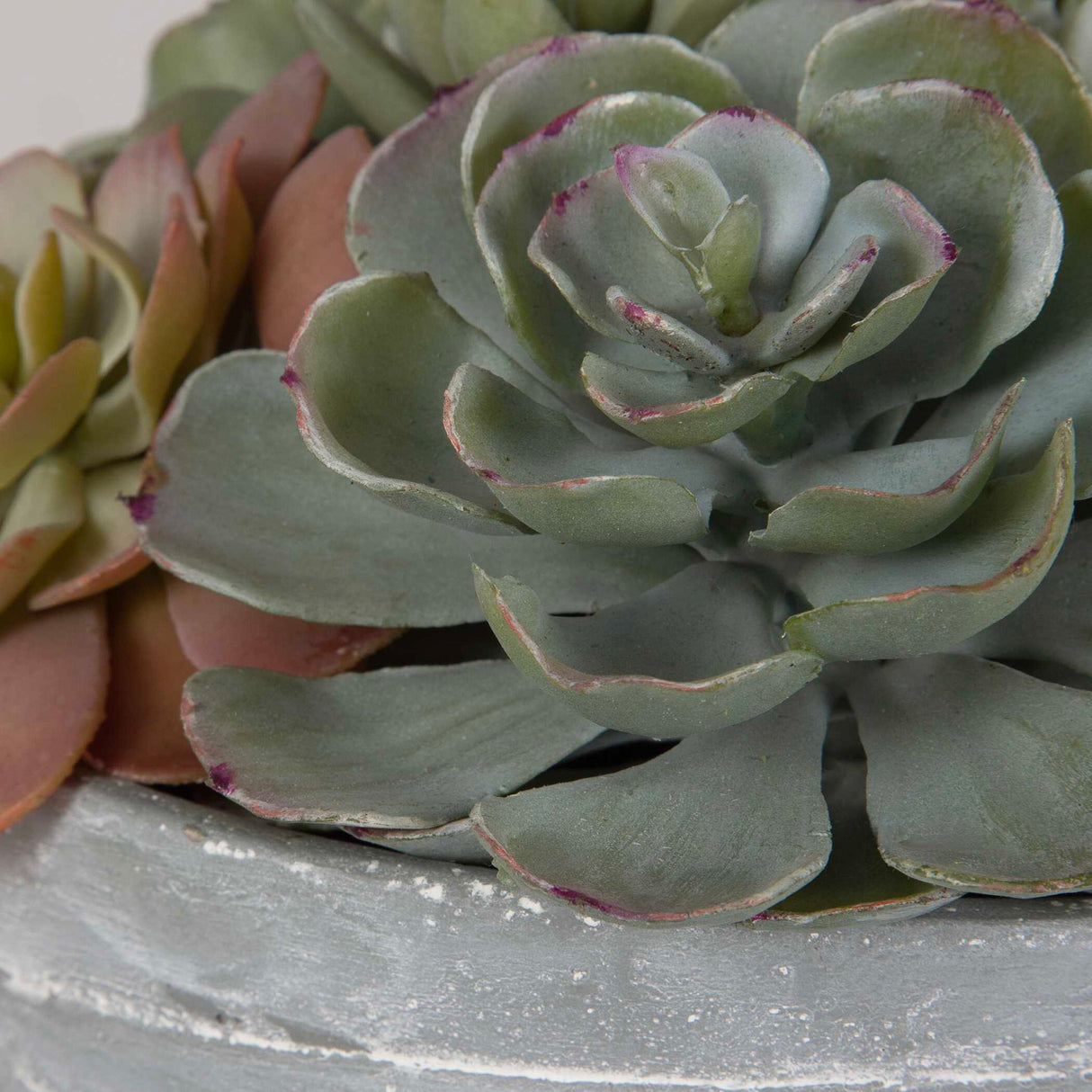 Peoria - Succulent Accent - Gray