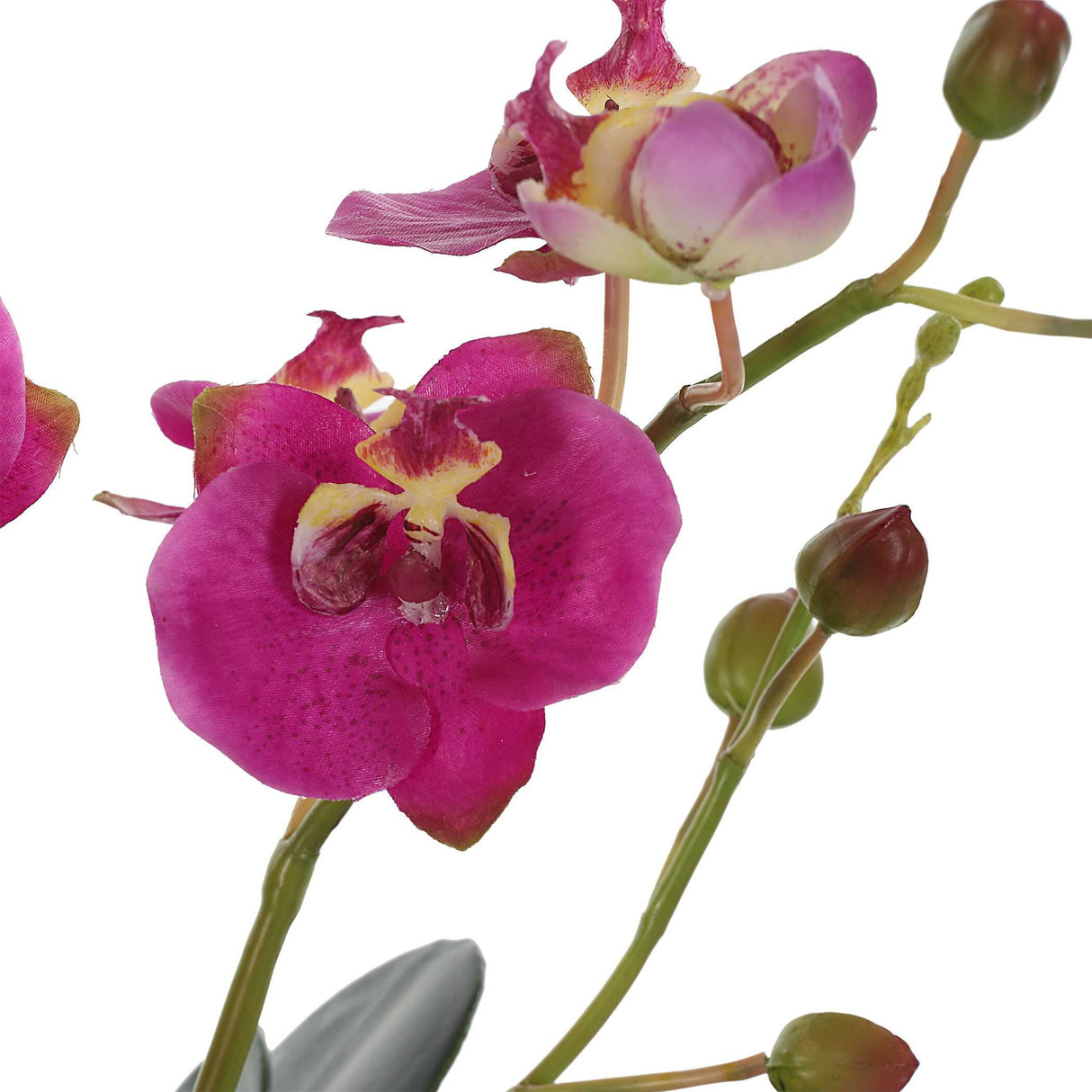 Glory Orchid - Fuchsia Orchid - Pearl Silver
