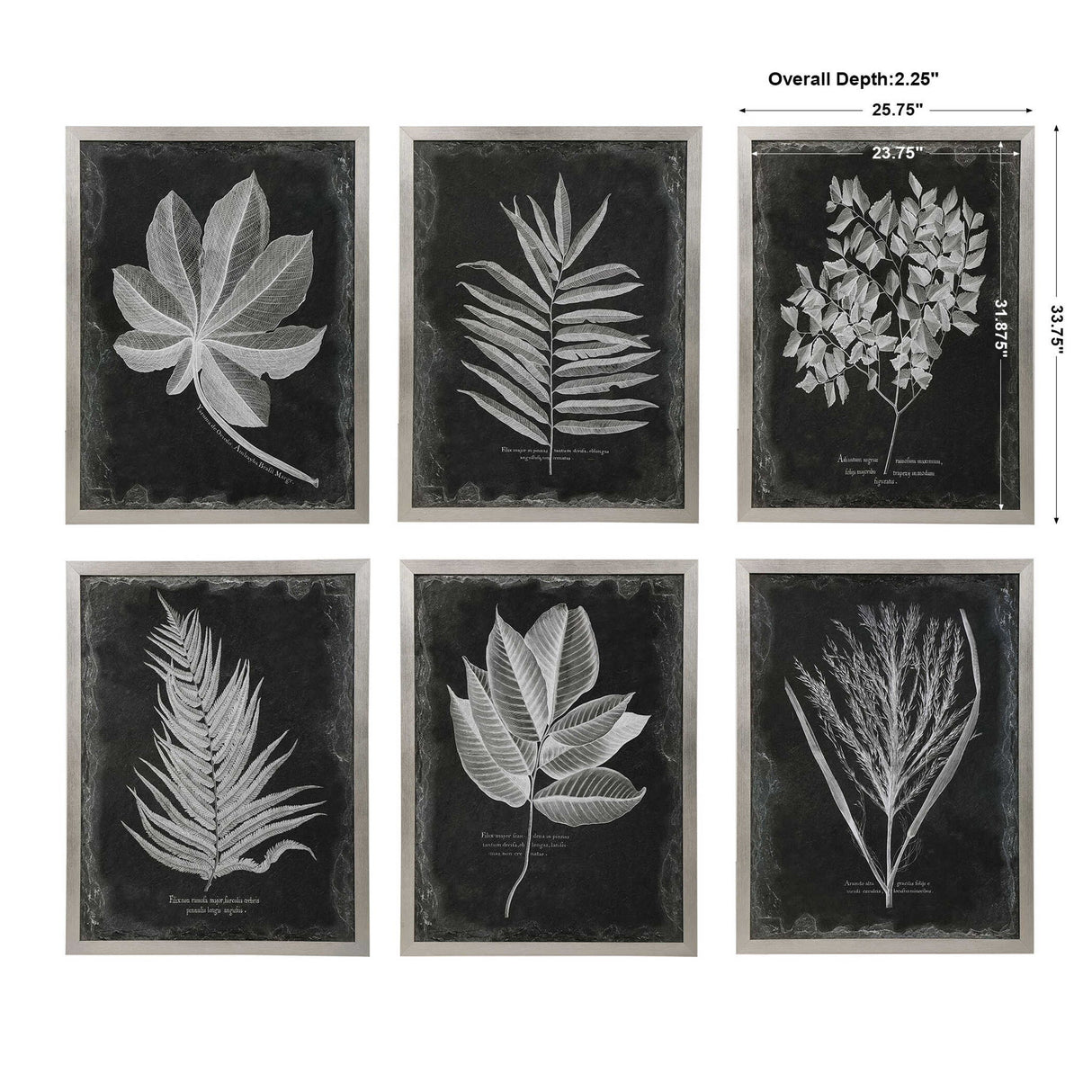 Foliage - Framed Prints, Set Of 6 - Black