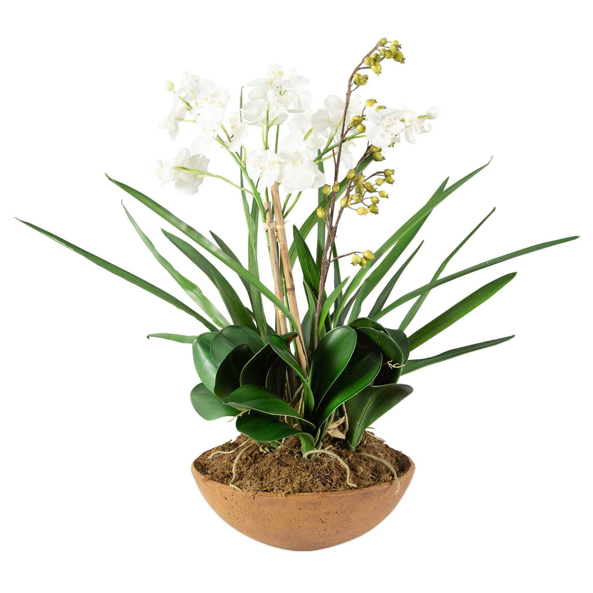 Moth Orchid - Planter - Green