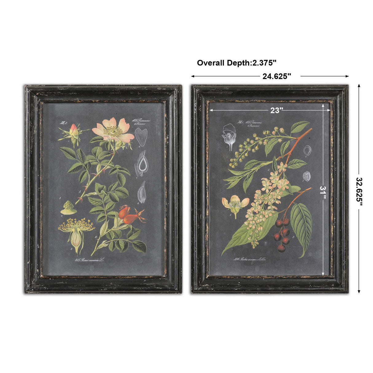 Midnight Botanicals - Wall Art, Set Of 2 - Black
