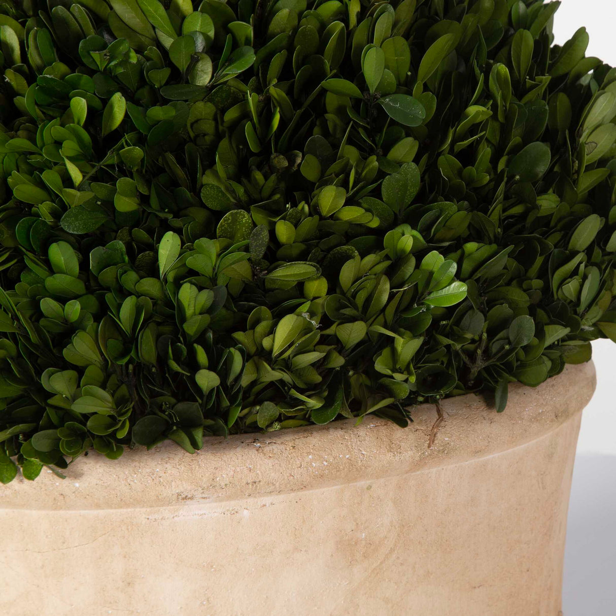 Preserved Boxwood - Oval Domes Set Of 2 - Beige