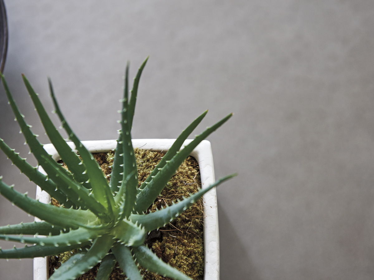 Oyster Bay - Lewiston Table