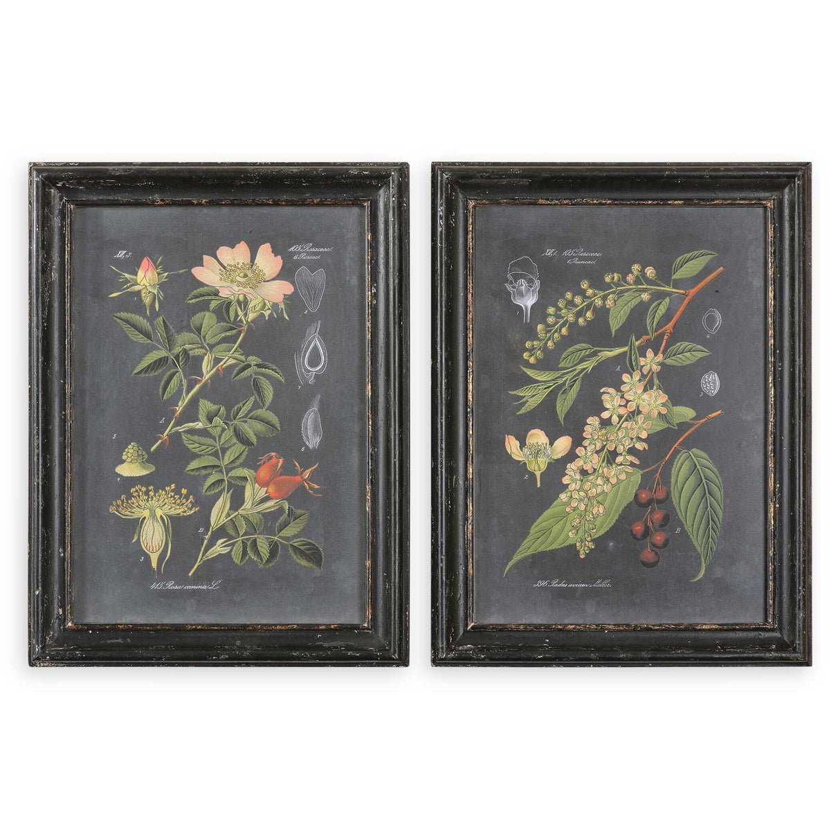 Midnight Botanicals - Wall Art, Set Of 2 - Black