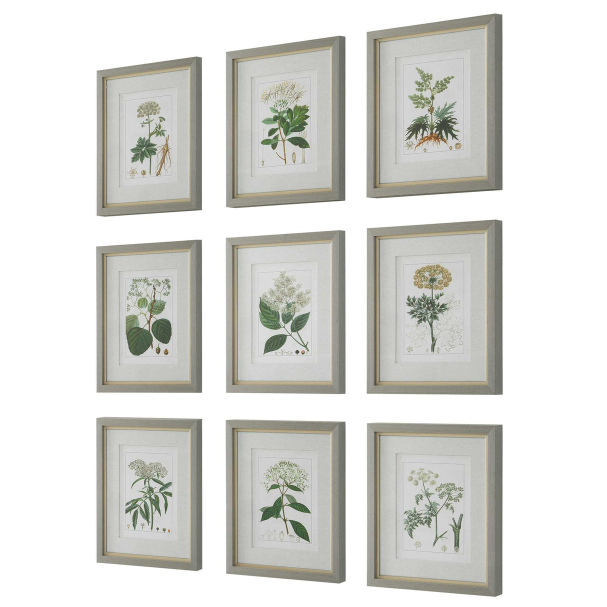 Antique - Botanicals Framed Prints (Set of 9)