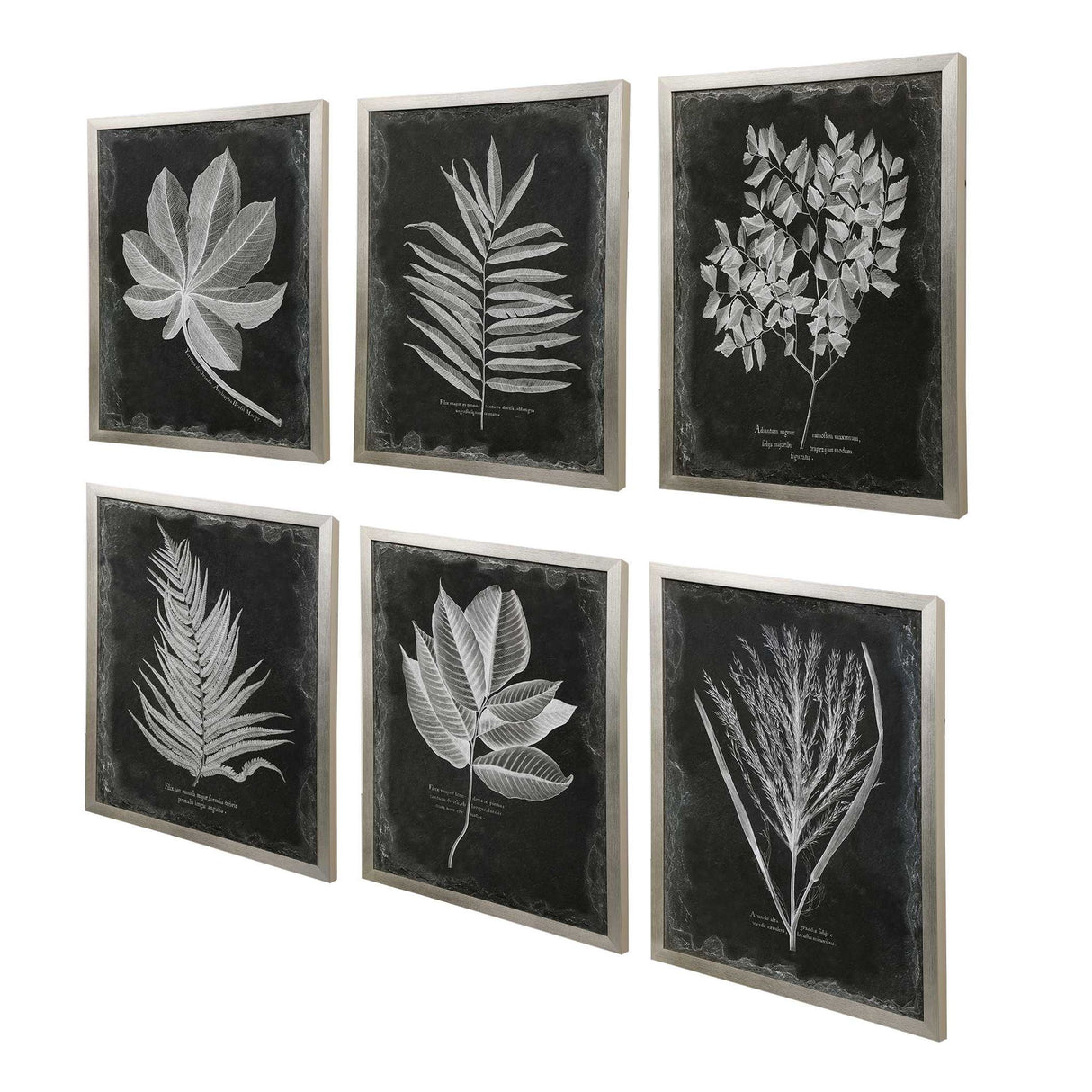 Foliage - Framed Prints, Set Of 6 - Black