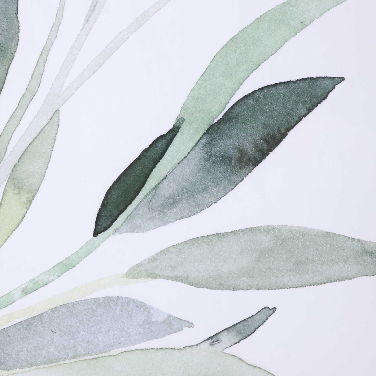 Simple Sage - Watercolor Prints, Set Of 3 - White