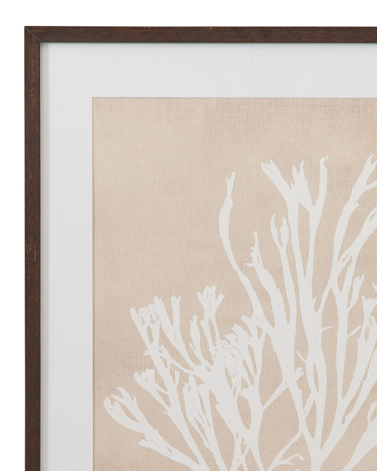 Gracilaria Multipartita Framed Print - Beige