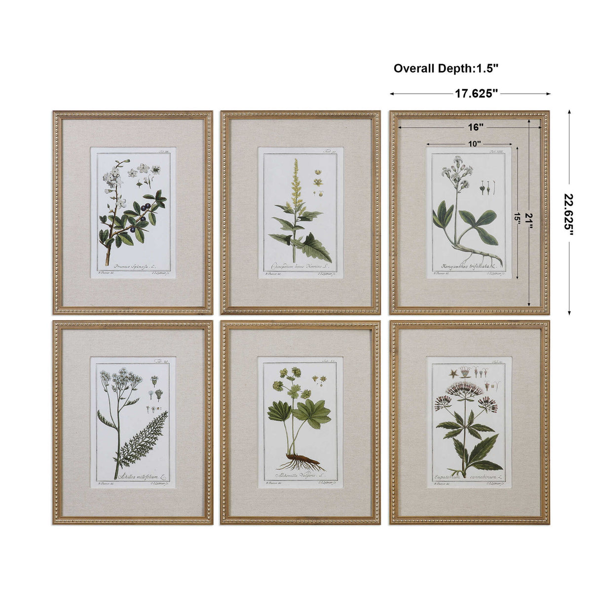 Green Floral Botanical Study - Prints, Set Of 6 - Green