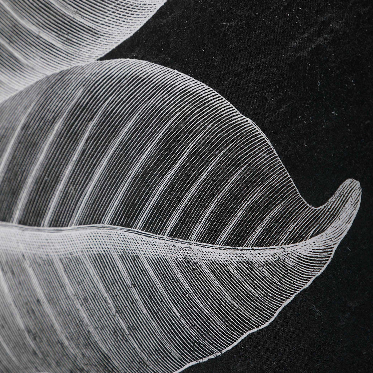 Foliage - Framed Prints, Set Of 6 - Black