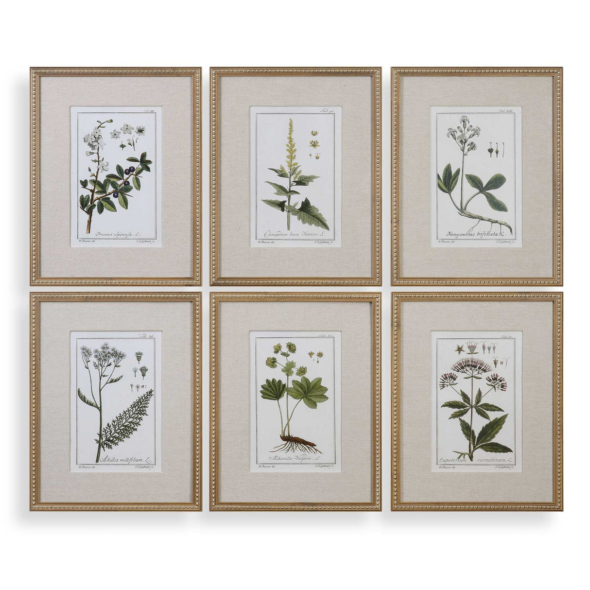 Green Floral Botanical Study - Prints, Set Of 6 - Green