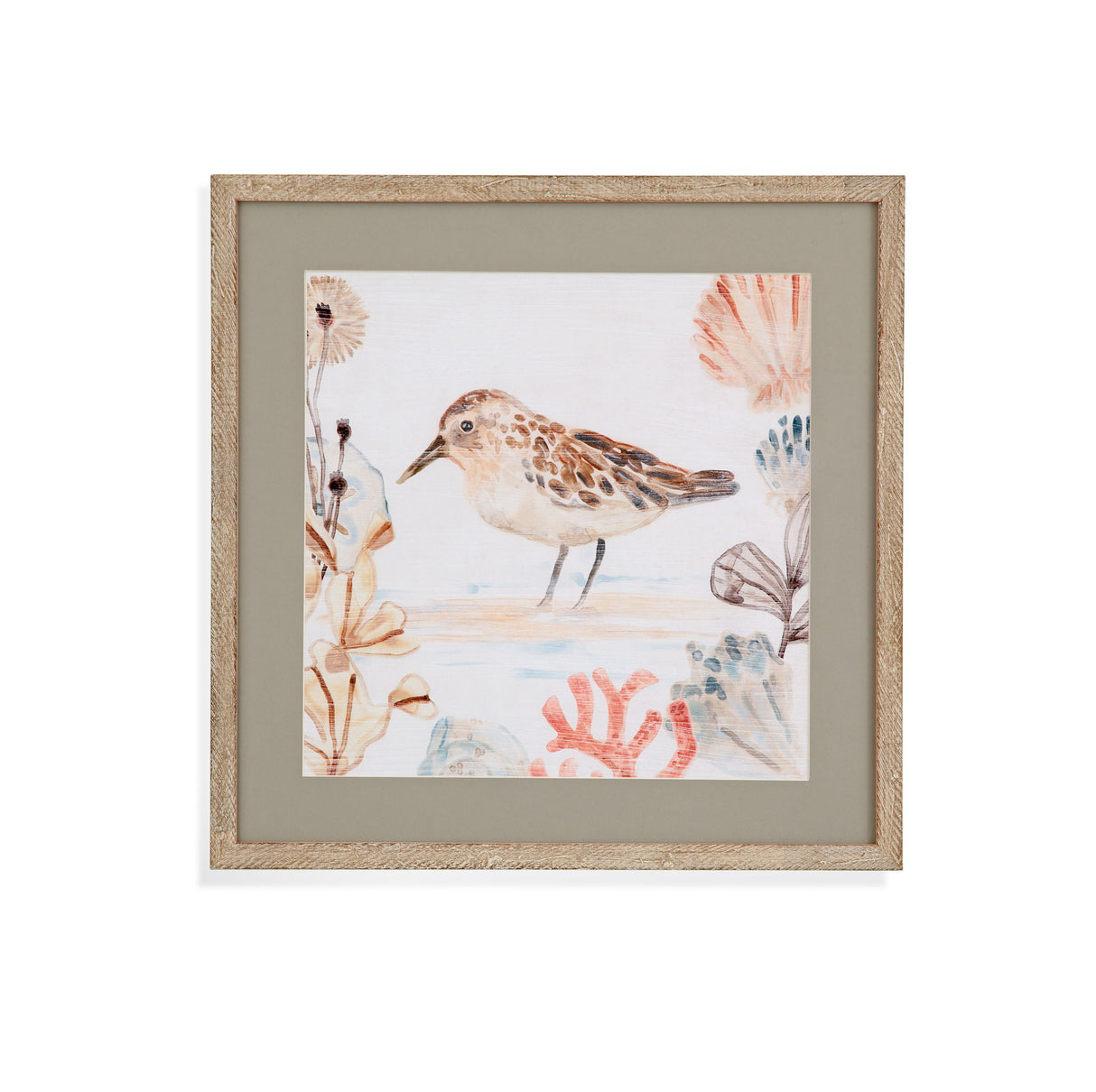 Shell Peppers IV Framed Print - White