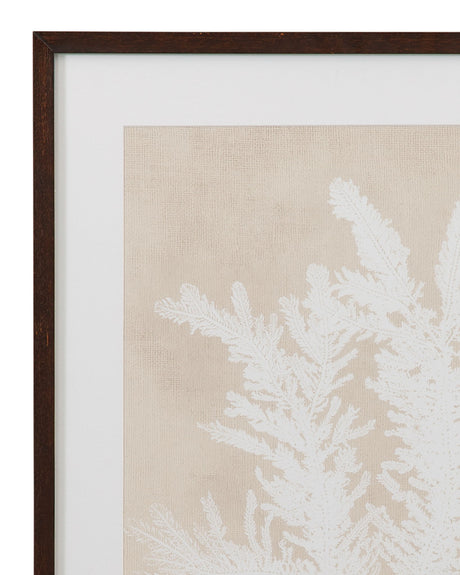 Ptilota Plumosa Framed Print - Beige