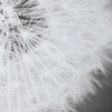 Dandelion Seedhead - Framed Print - Black