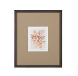 Parchment Coral IV Framed Print - Brown