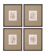 Parchment Coral Framed Print (Set of 4) - Brown