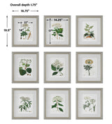 Antique - Botanicals Framed Prints (Set of 9)