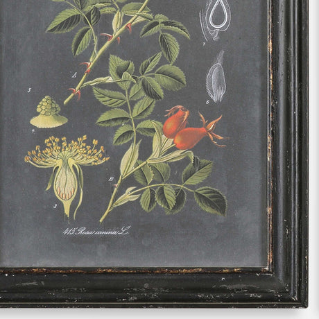 Midnight Botanicals - Wall Art, Set Of 2 - Black