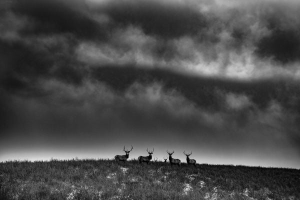 Ranchland: Wagonhound By Anouk Masson Krantz