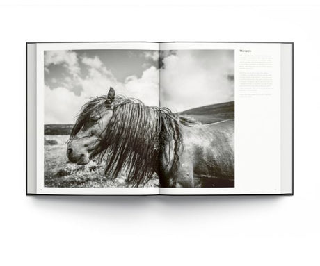 Wild Horses By Alfie Bowen