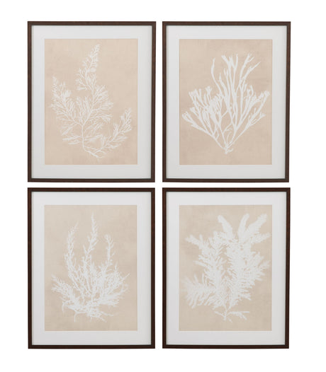 Gracilaria Multipartita Framed Print - Beige