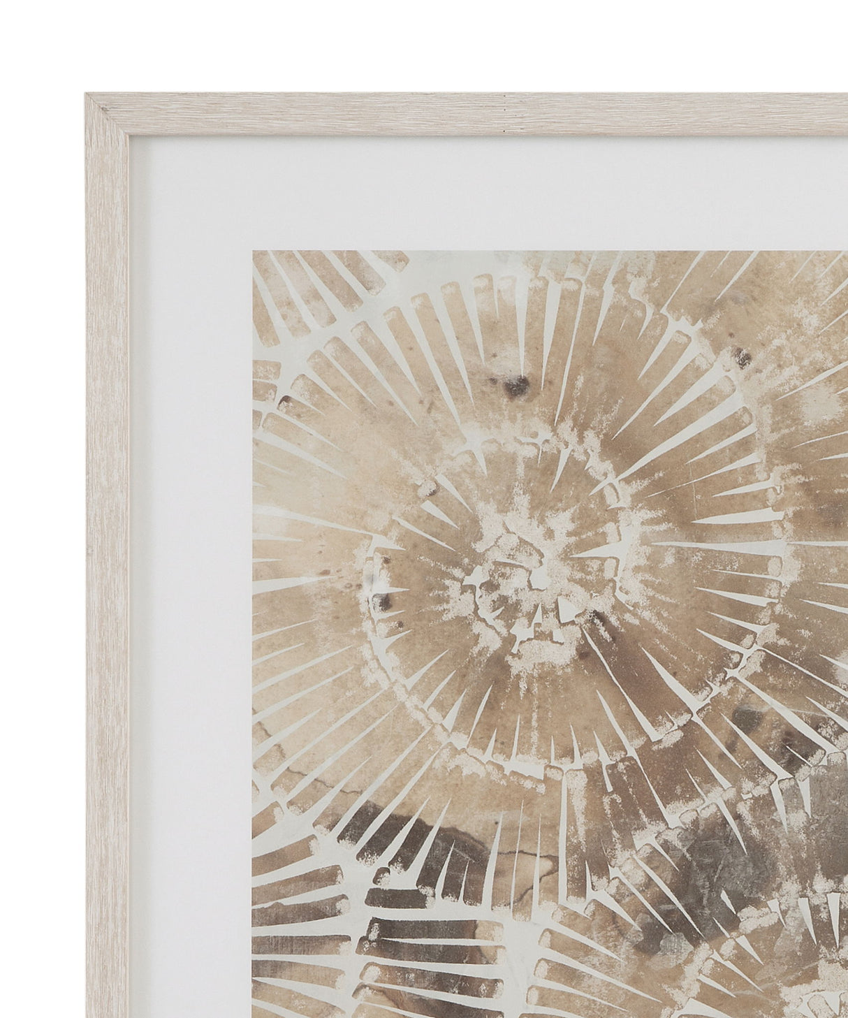 Fossil Nautilus Framed Print (Set of 2) - Brown