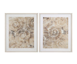 Fossil Nautilus II Framed Print - Brown