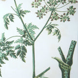 Antique - Botanicals Framed Prints (Set of 9)