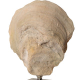 Oyster - Shell Sculptures, Set Of 2 - Beige