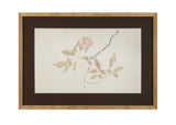 Delicate Rose I Framed Print - Cream
