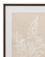Cystoseira Faeniculacea Framed Print - Beige