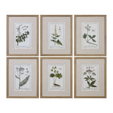 Green Floral Botanical Study - Prints, Set Of 6 - Green