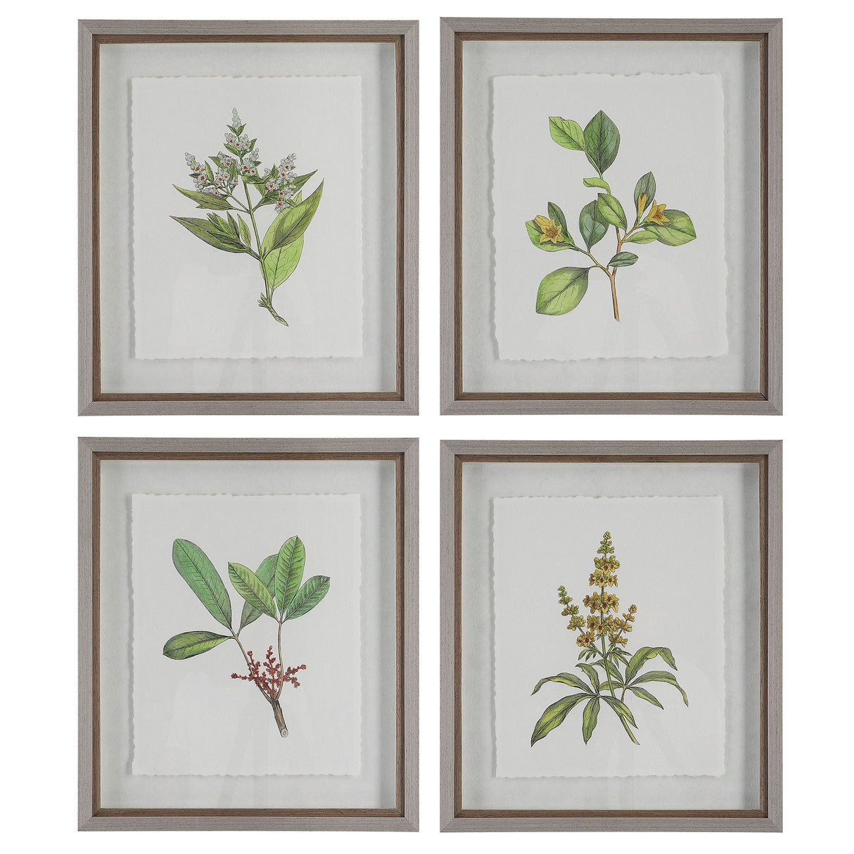 Wildflower Study - Framed Prints (Set of 4)