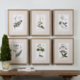 Green Floral Botanical Study - Prints, Set Of 6 - Green