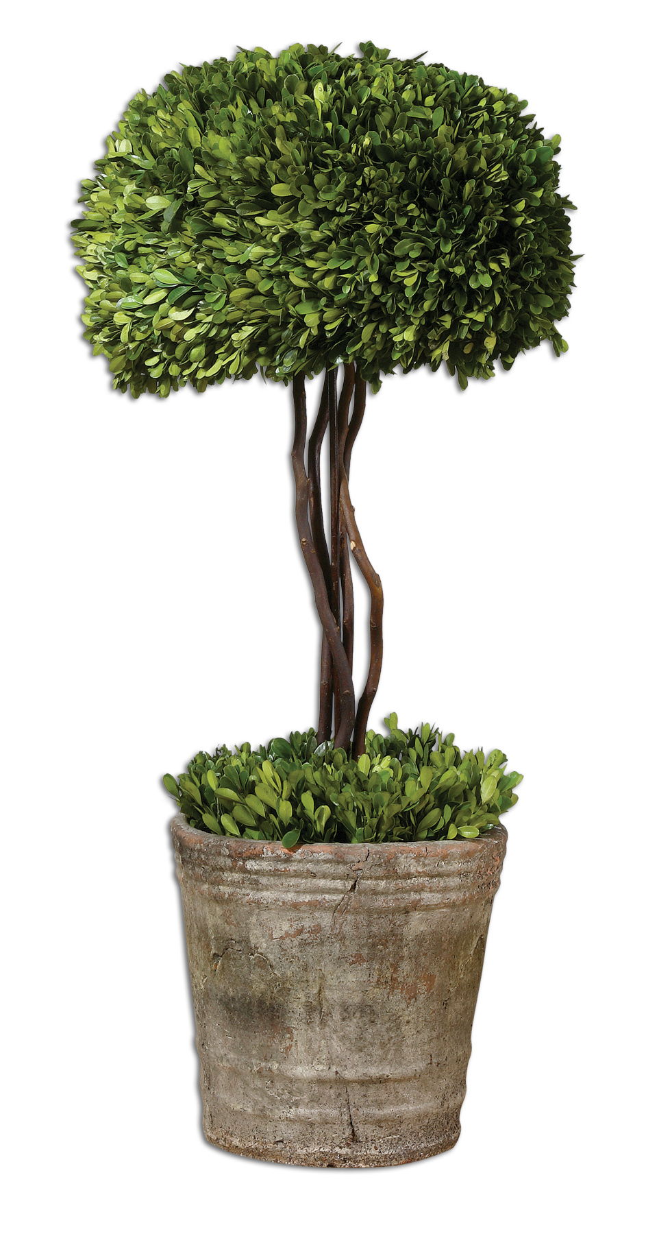 Preserved Boxwood - Tree Topiary - Light Brown