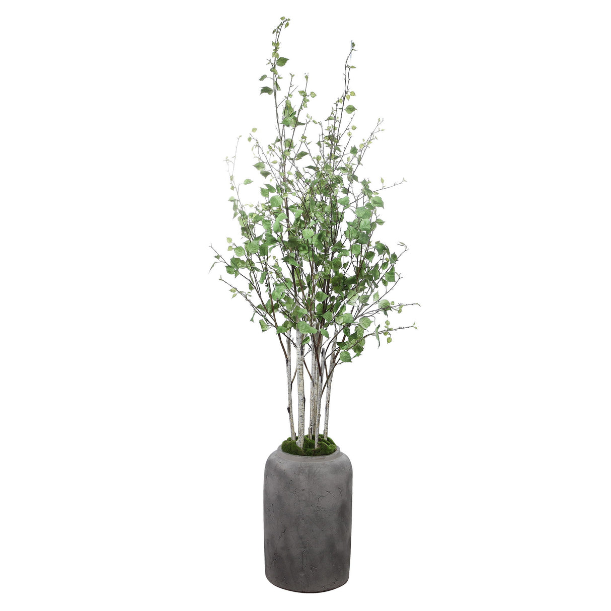 Aldis - Potted River Birch - Pearl Silver