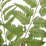 Country - Ferns (Set of 2)