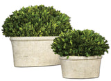 Preserved Boxwood - Oval Domes Set Of 2 - Beige