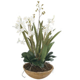 Moth Orchid - Planter - Green